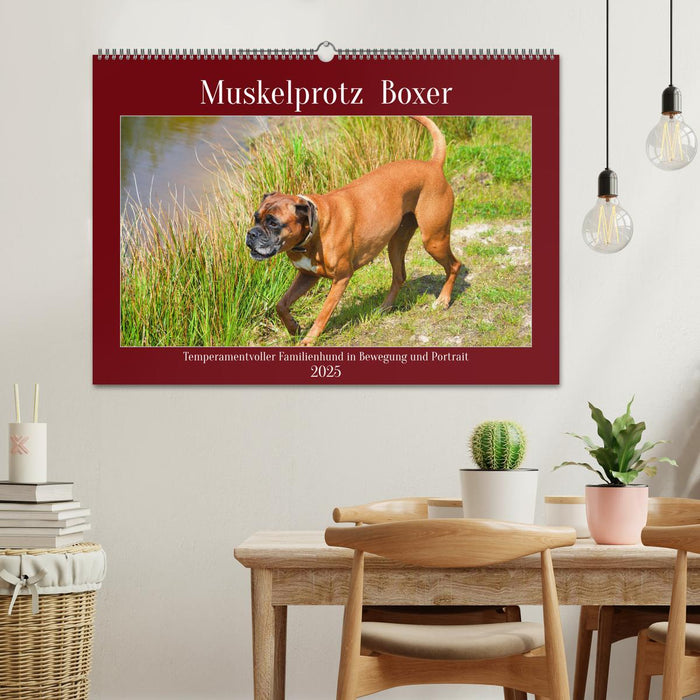 Muskelprotz Boxer (CALVENDO Wandkalender 2025)