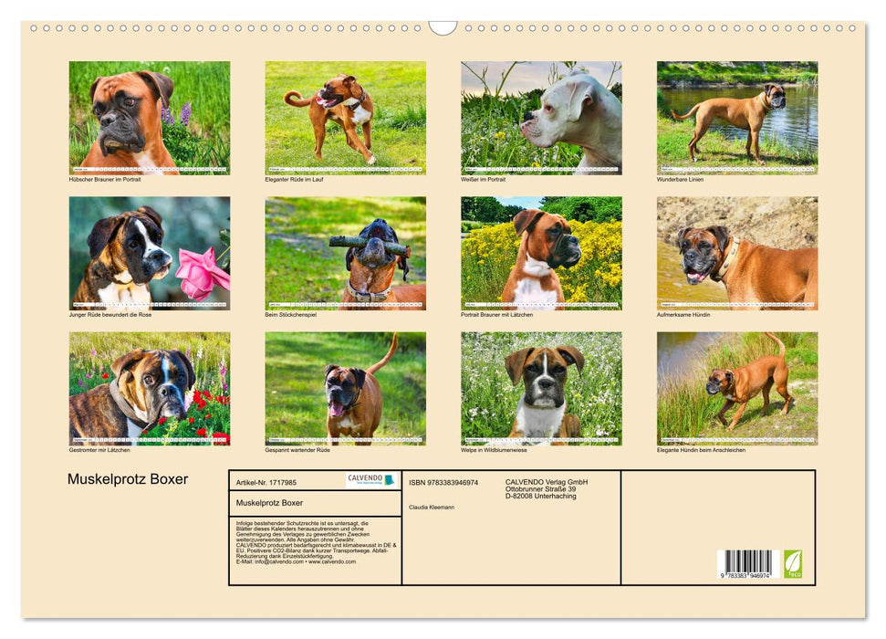 Muskelprotz Boxer (CALVENDO Wandkalender 2025)