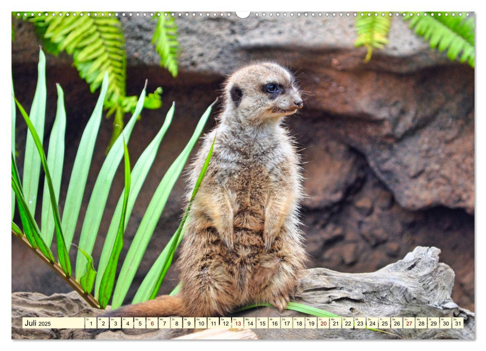 Goldige Erdmännchen (CALVENDO Premium Wandkalender 2025)