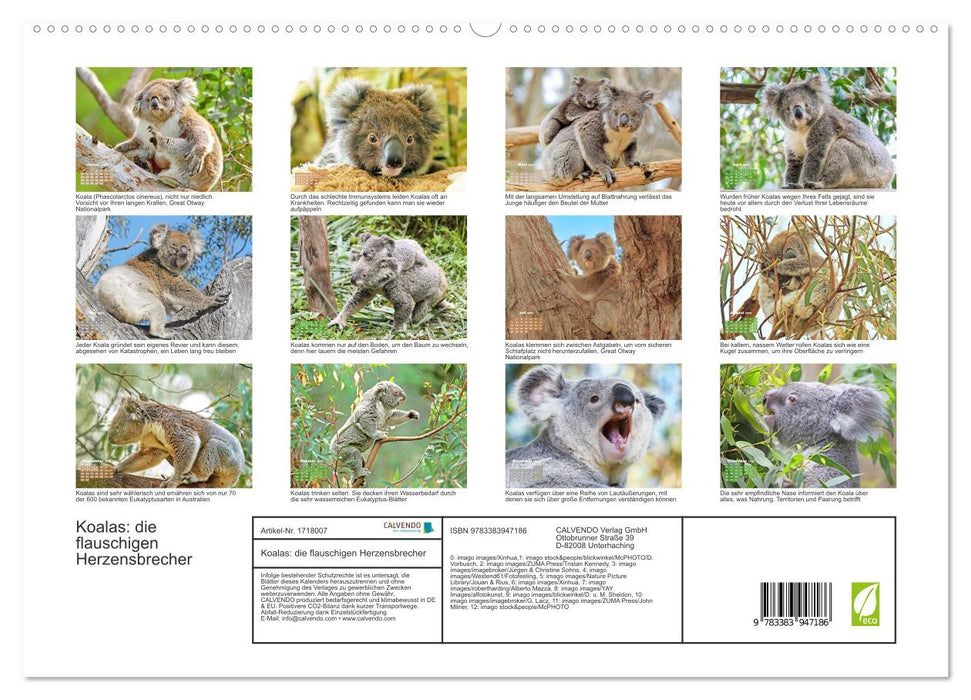 Koalas: die flauschigen Herzensbrecher (CALVENDO Premium Wandkalender 2025)