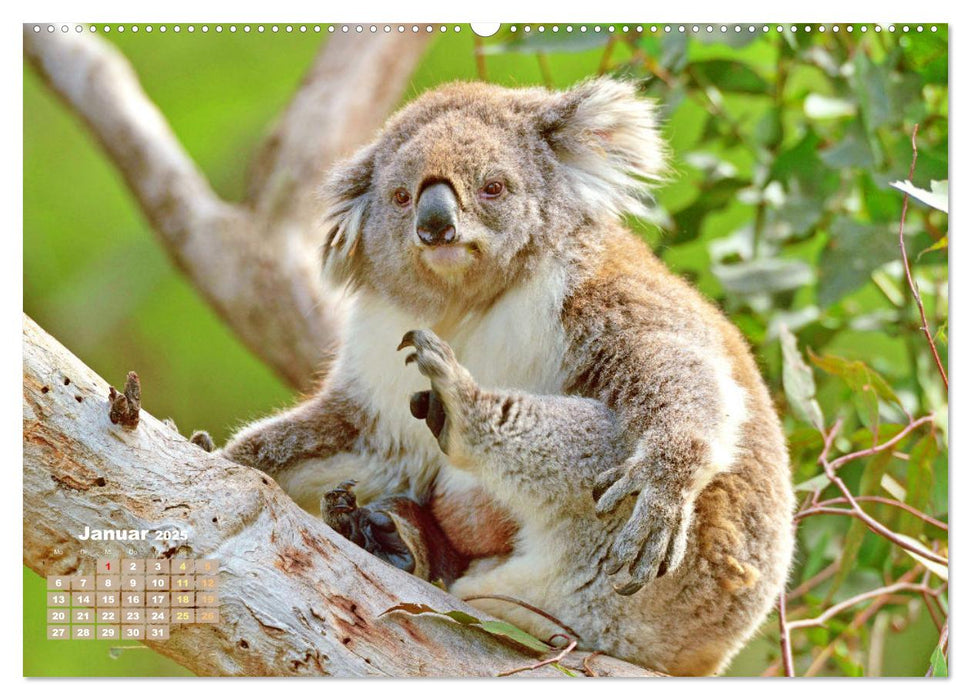 Koalas: die flauschigen Herzensbrecher (CALVENDO Premium Wandkalender 2025)