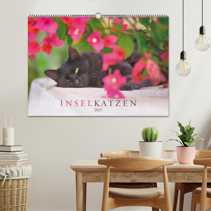 Inselkatzen (CALVENDO Wandkalender 2025)