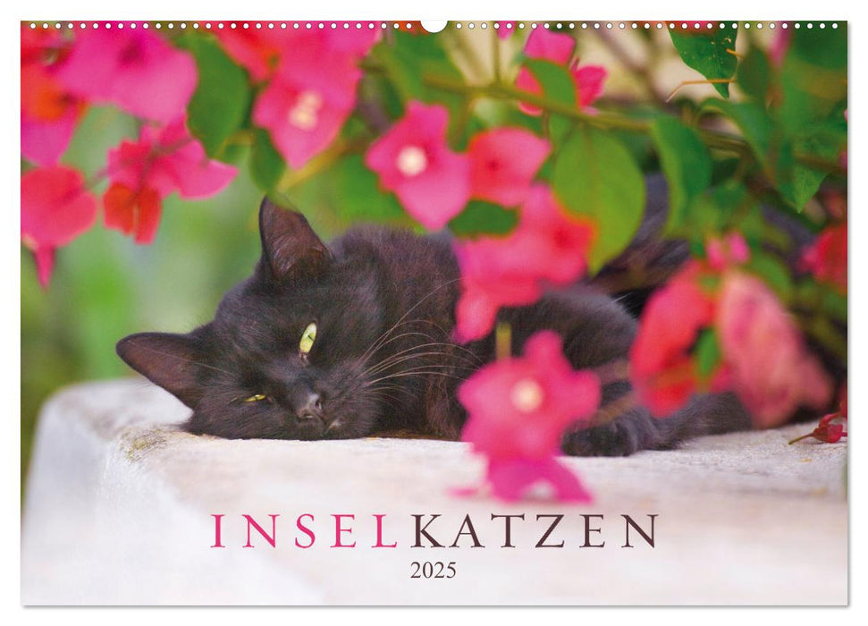 Inselkatzen (CALVENDO Wandkalender 2025)