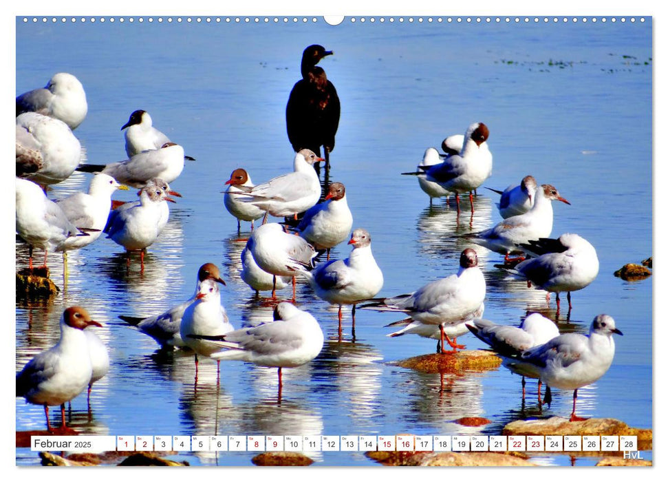 Heile Welt pur - Naturparadies Kurisches Haff (CALVENDO Premium Wandkalender 2025)