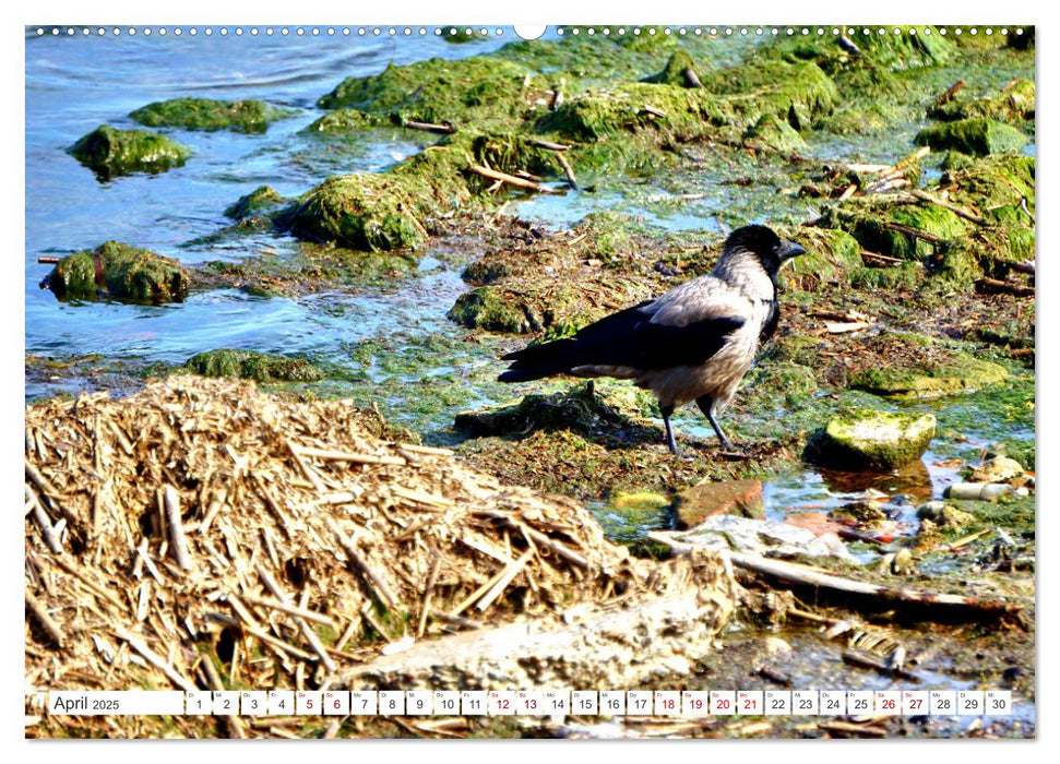 Heile Welt pur - Naturparadies Kurisches Haff (CALVENDO Premium Wandkalender 2025)