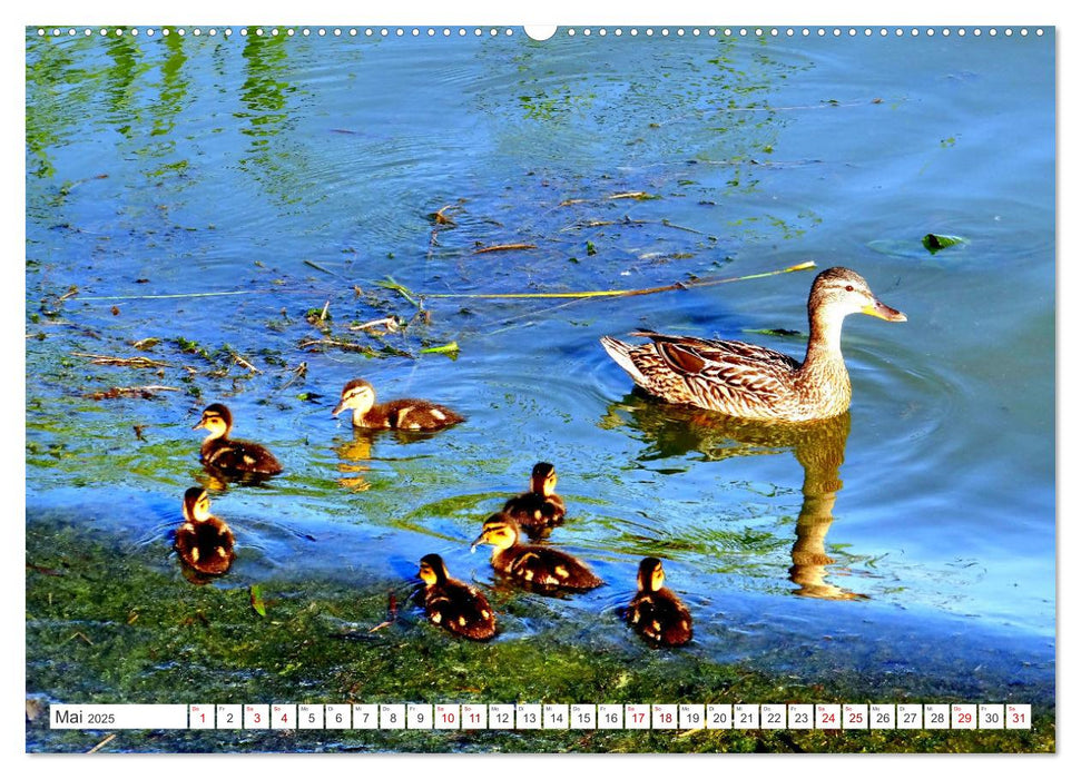 Heile Welt pur - Naturparadies Kurisches Haff (CALVENDO Premium Wandkalender 2025)