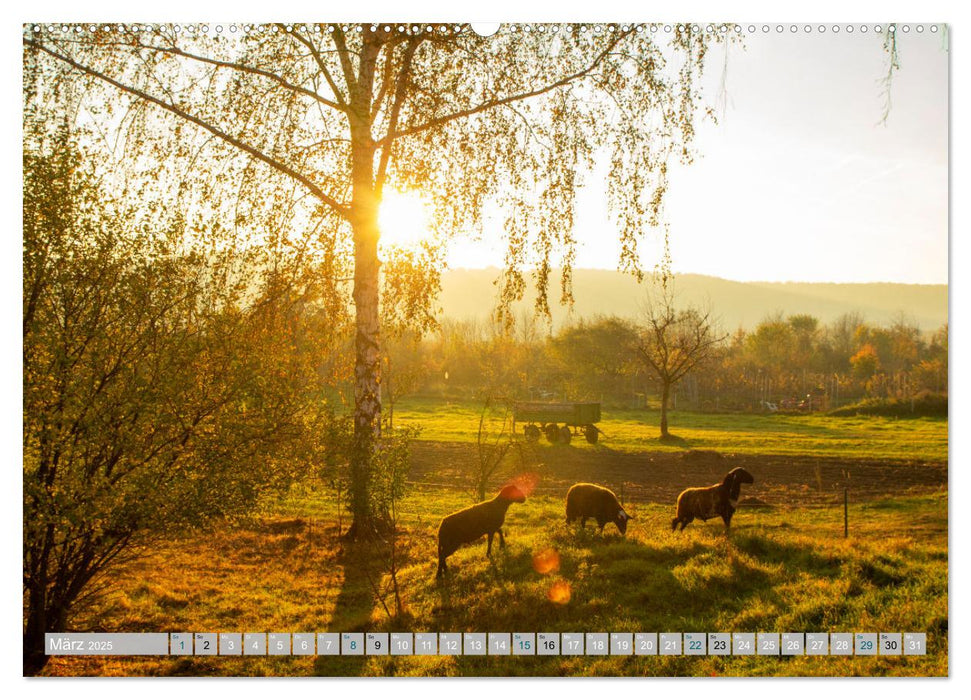 Streifzüge durch die Hebelei (CALVENDO Premium Wandkalender 2025)