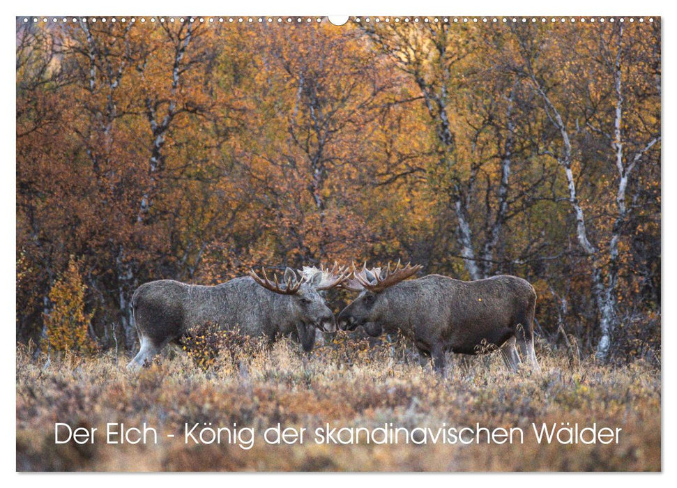 Der Elch - König der skandinavischen Wälder (CALVENDO Wandkalender 2025)