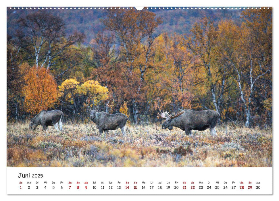 Der Elch - König der skandinavischen Wälder (CALVENDO Wandkalender 2025)