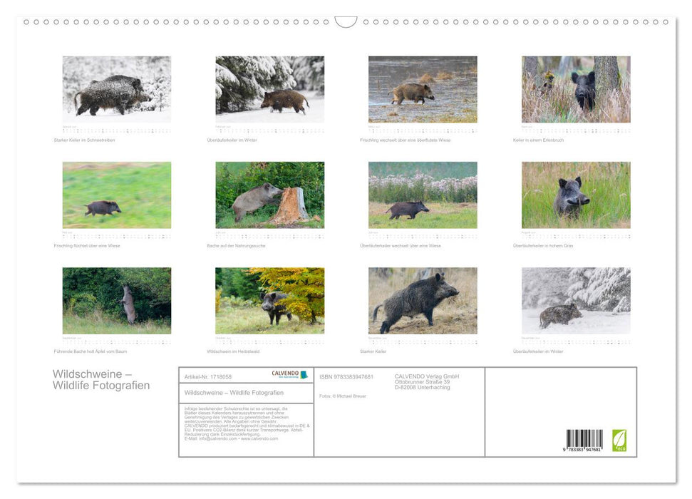 Wildschweine – Wildlife Fotografien (CALVENDO Wandkalender 2025)