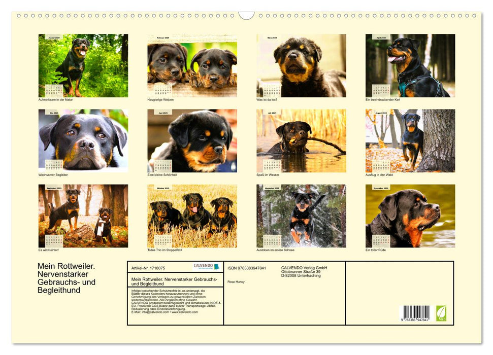 Mein Rottweiler. Nervenstarker Gebrauchs- und Begleithund (CALVENDO Wandkalender 2025)