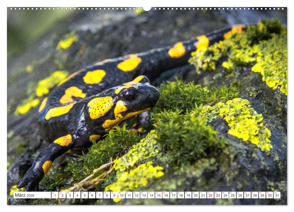 Naturschönheiten im Biosphärerenreservat Rhön (CALVENDO Premium Wandkalender 2025)