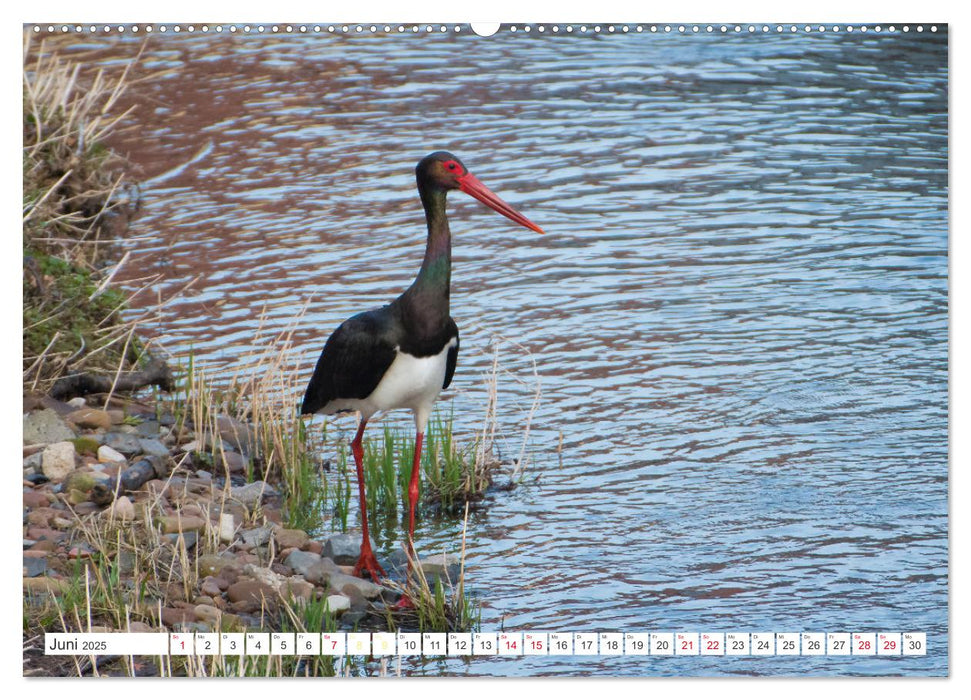 Naturschönheiten im Biosphärerenreservat Rhön (CALVENDO Premium Wandkalender 2025)