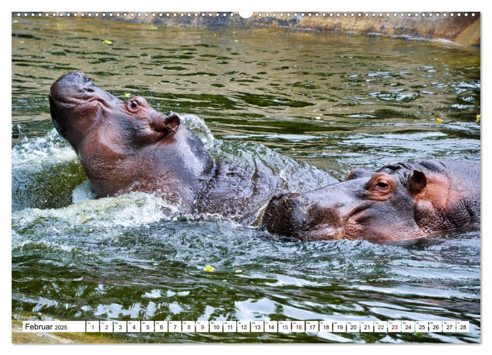 Das Wasser brodelt - Flusspferde im Kampf (CALVENDO Premium Wandkalender 2025)