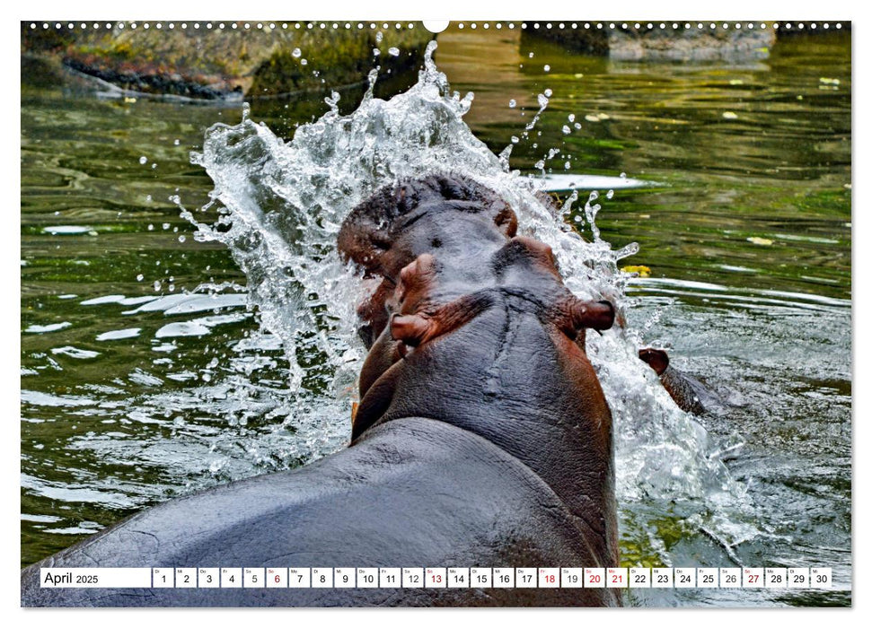 Das Wasser brodelt - Flusspferde im Kampf (CALVENDO Premium Wandkalender 2025)