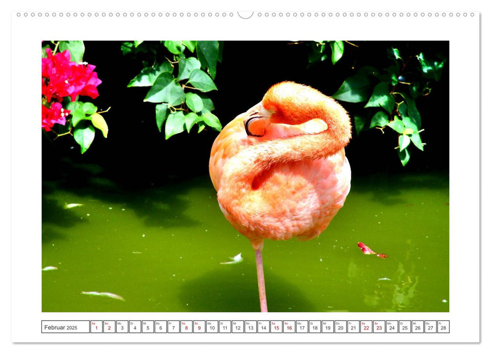 Pretty Flamingos in Cuba (CALVENDO Premium Wandkalender 2025)