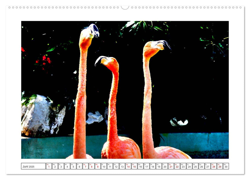 Pretty Flamingos in Cuba (CALVENDO Premium Wandkalender 2025)