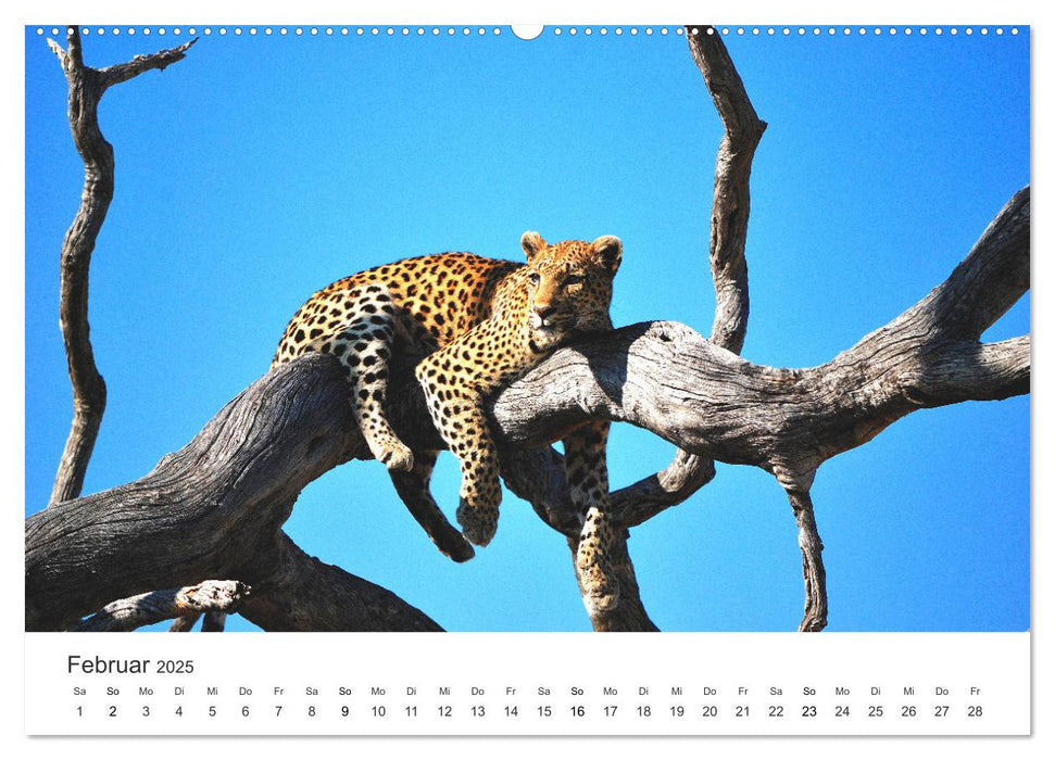 Botswana - Grandiose Wildnis (CALVENDO Premium Wandkalender 2025)