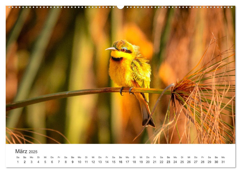 Botswana - Grandiose Wildnis (CALVENDO Premium Wandkalender 2025)