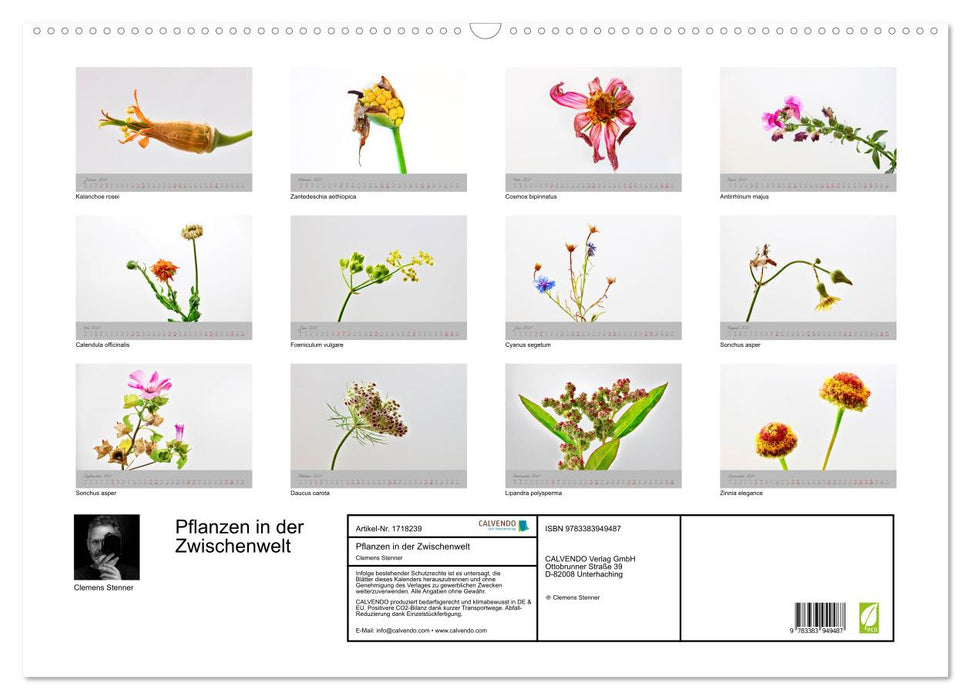 Pflanzen in der Zwischenwelt (CALVENDO Wandkalender 2025)