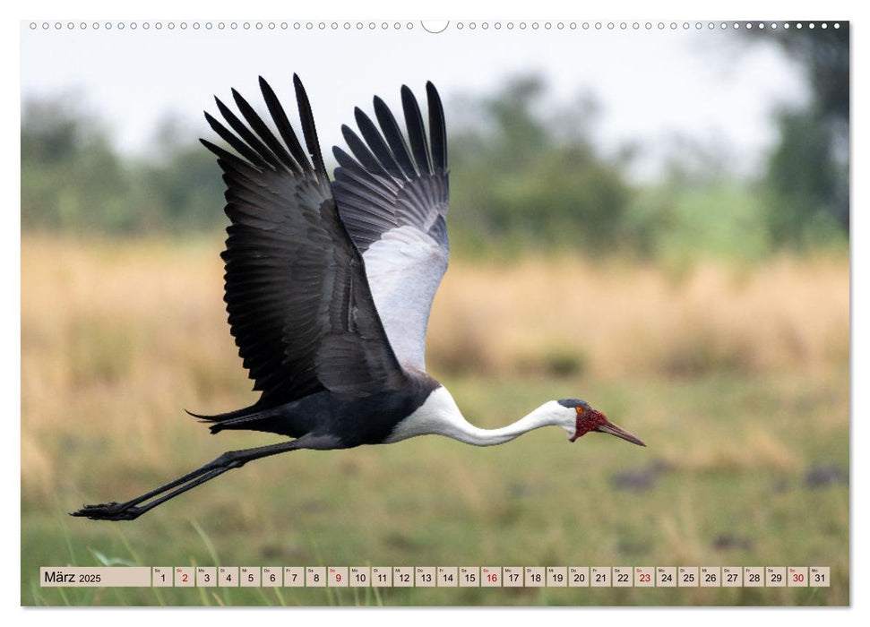 Birdlife - Vögel im südlichen Afrika (CALVENDO Premium Wandkalender 2025)