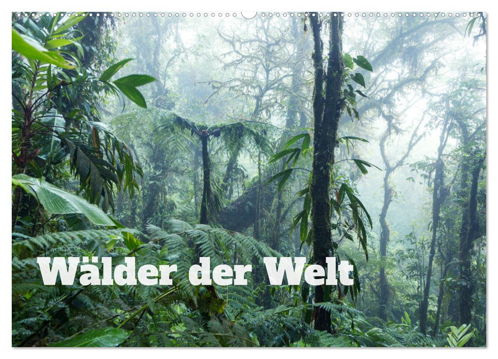 Wälder der Welt (CALVENDO Wandkalender 2025)