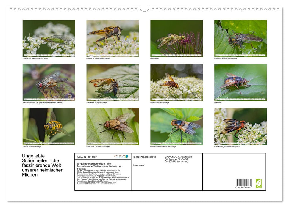 Ungeliebte Schönheiten - die faszinierende Welt unserer heimischen Fliegen (CALVENDO Wandkalender 2025)