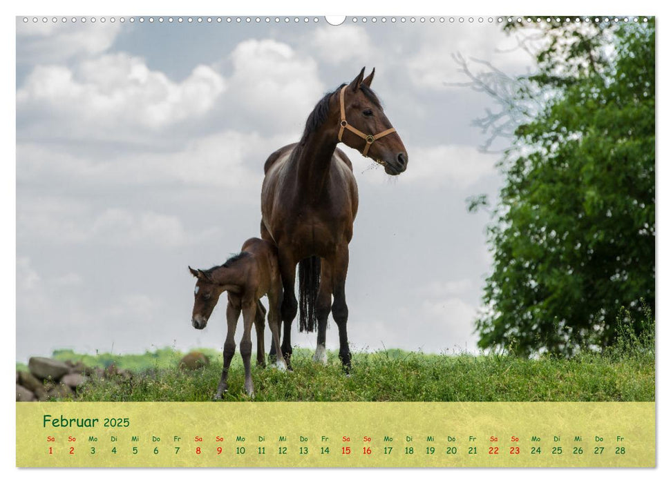 Fohlen - die pure Lebensfreude (CALVENDO Premium Wandkalender 2025)