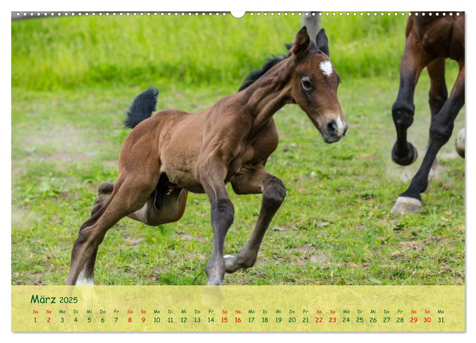 Fohlen - die pure Lebensfreude (CALVENDO Premium Wandkalender 2025)