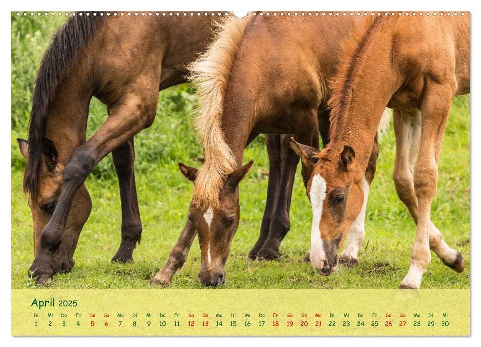 Fohlen - die pure Lebensfreude (CALVENDO Premium Wandkalender 2025)