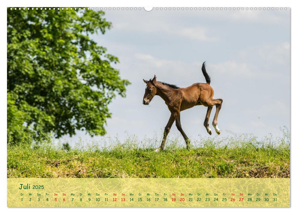 Fohlen - die pure Lebensfreude (CALVENDO Premium Wandkalender 2025)