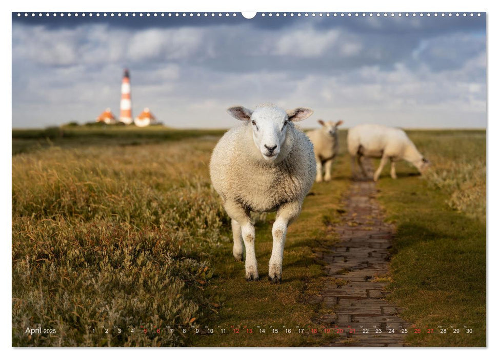 Wunderschönes Eiderstedt (CALVENDO Wandkalender 2025)