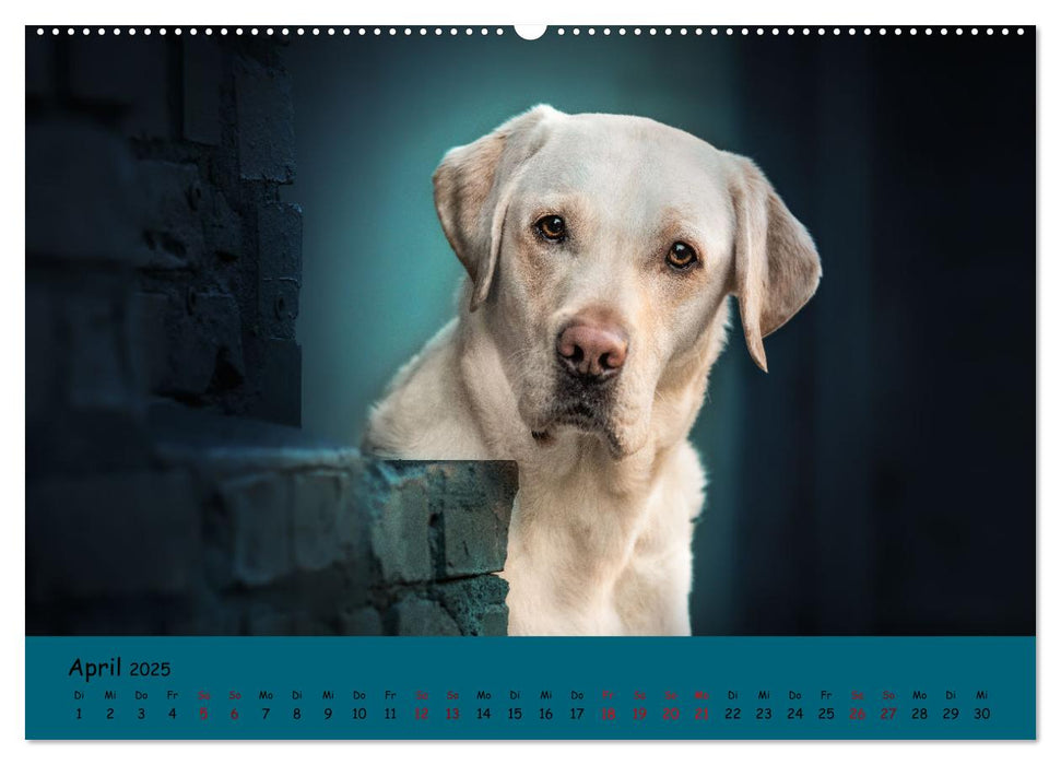 Labrador Retriever - Vielfalt auf Vier Pfoten (CALVENDO Premium Wandkalender 2025)