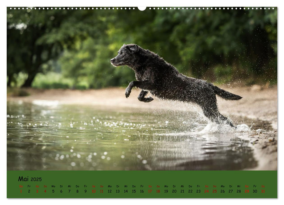 Labrador Retriever - Vielfalt auf Vier Pfoten (CALVENDO Premium Wandkalender 2025)