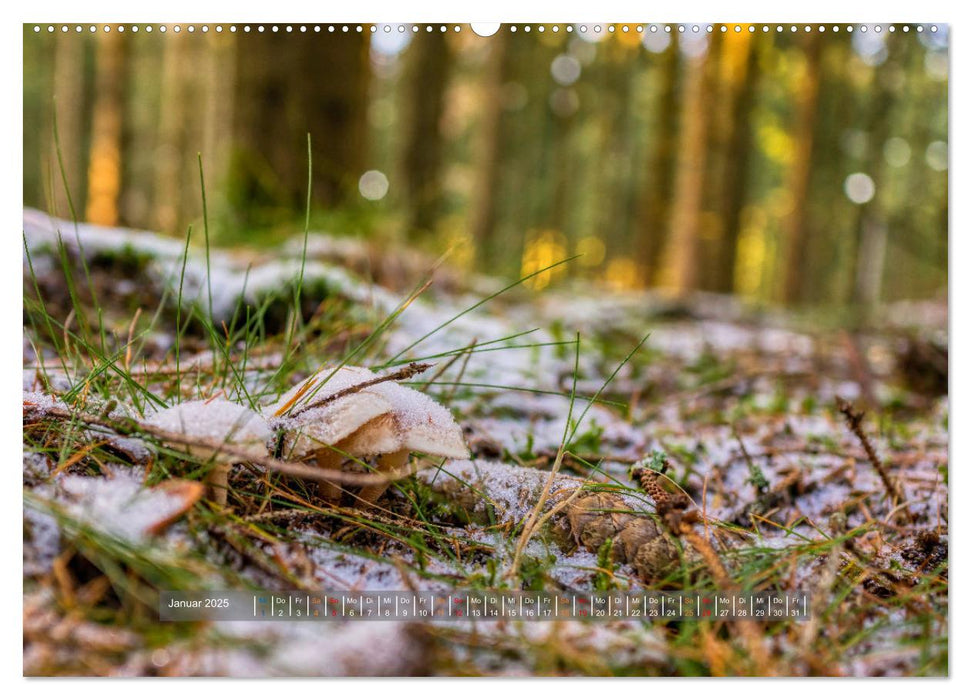 Vielfalt am Waldboden (CALVENDO Premium Wandkalender 2025)