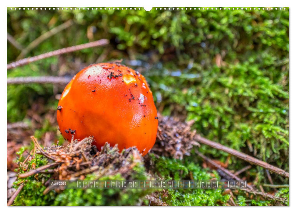 Vielfalt am Waldboden (CALVENDO Premium Wandkalender 2025)