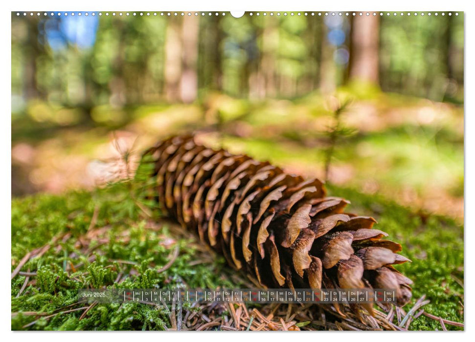 Vielfalt am Waldboden (CALVENDO Premium Wandkalender 2025)