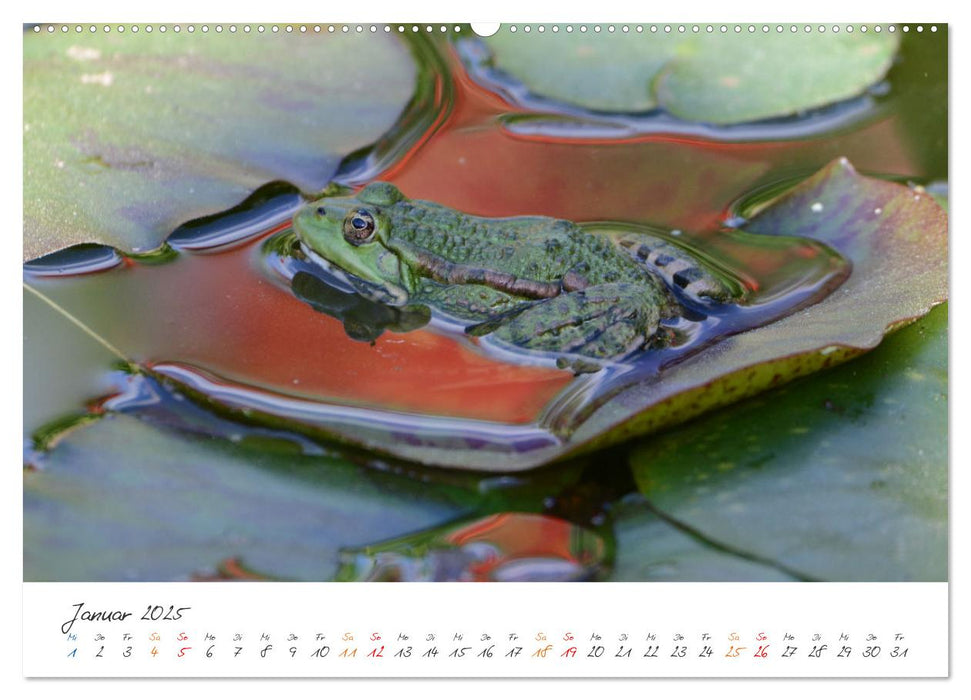 Der lachende Frosch und seine Freunde (CALVENDO Premium Wandkalender 2025)