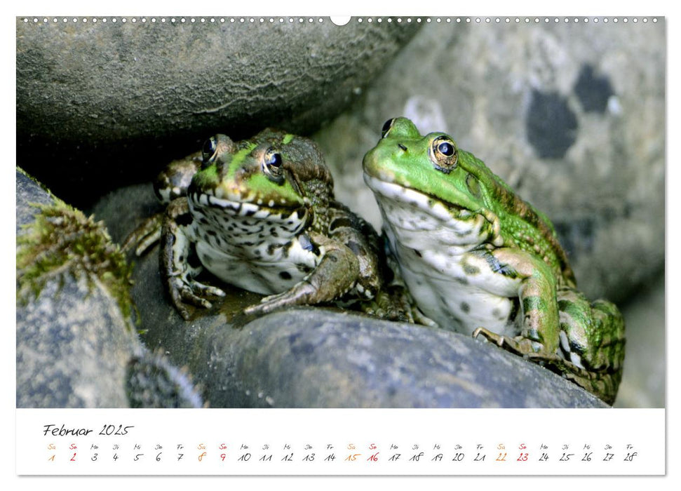 Der lachende Frosch und seine Freunde (CALVENDO Premium Wandkalender 2025)