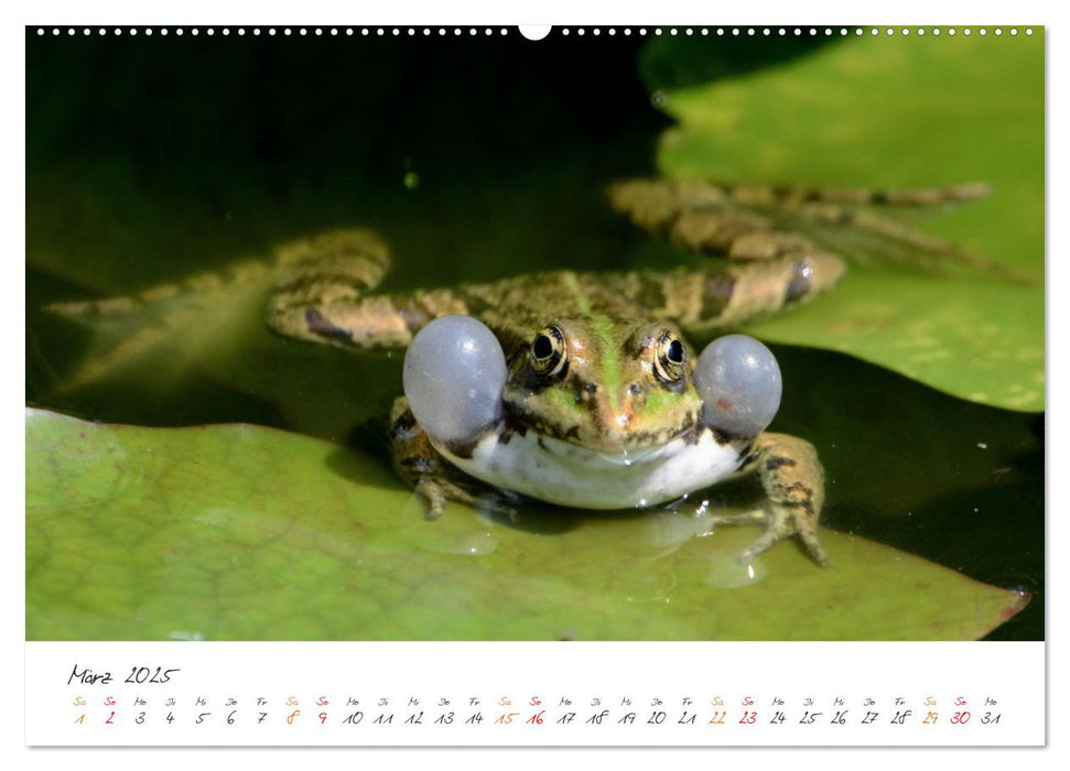 Der lachende Frosch und seine Freunde (CALVENDO Premium Wandkalender 2025)