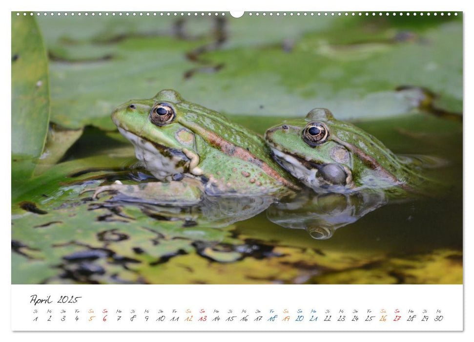 Der lachende Frosch und seine Freunde (CALVENDO Premium Wandkalender 2025)