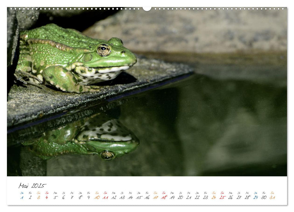 Der lachende Frosch und seine Freunde (CALVENDO Premium Wandkalender 2025)