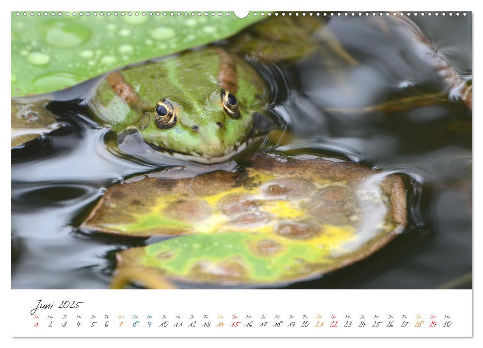 Der lachende Frosch und seine Freunde (CALVENDO Premium Wandkalender 2025)