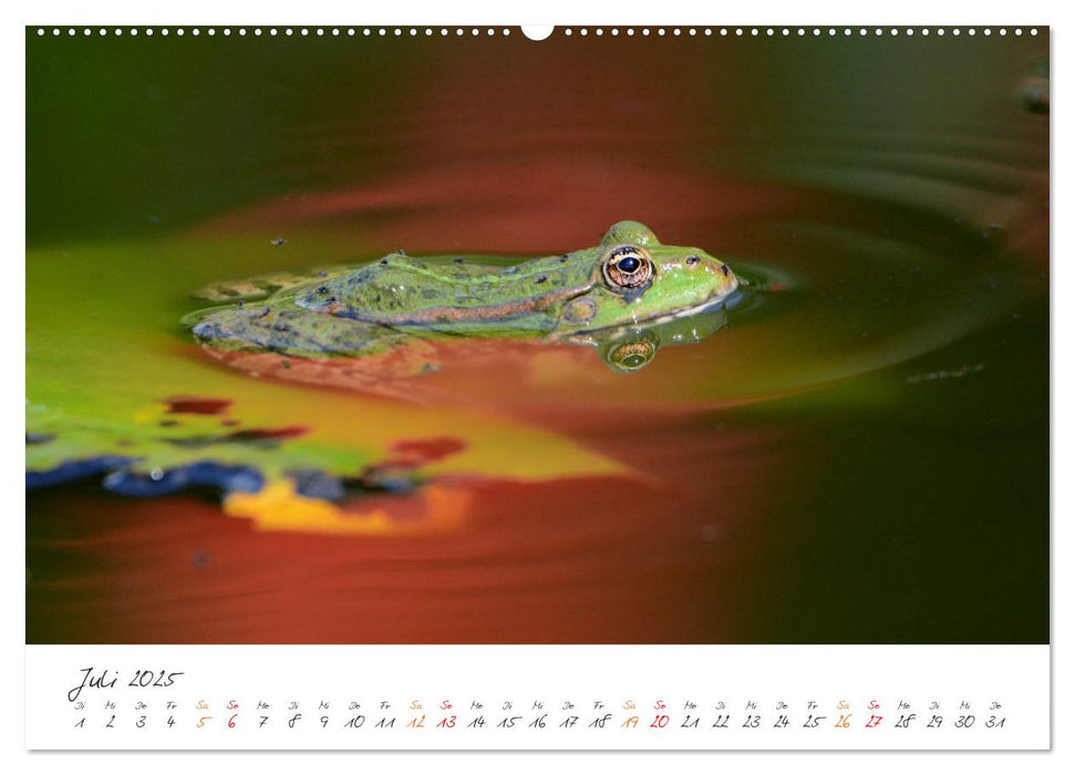 Der lachende Frosch und seine Freunde (CALVENDO Premium Wandkalender 2025)