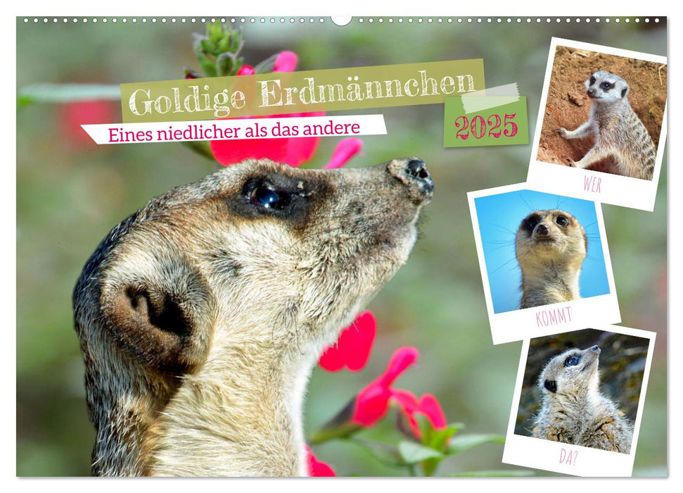 Goldige Erdmännchen (CALVENDO Wandkalender 2025)