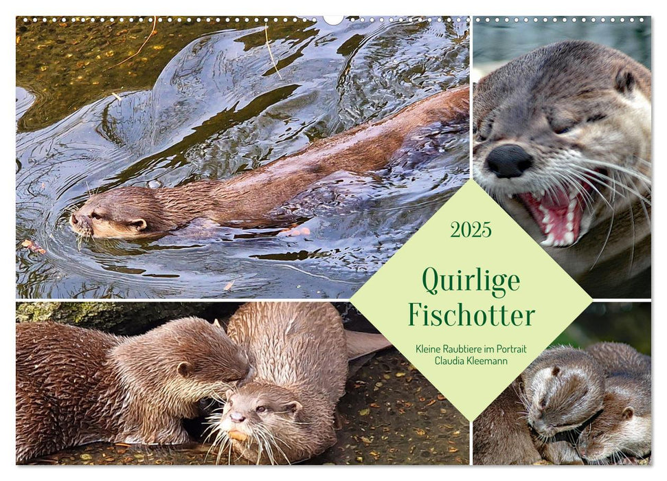 Quirlige Fischotter (CALVENDO Wandkalender 2025)