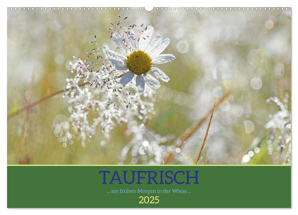 Taufrisch ... am frühen Morgen in der Wiese (CALVENDO Wandkalender 2025)