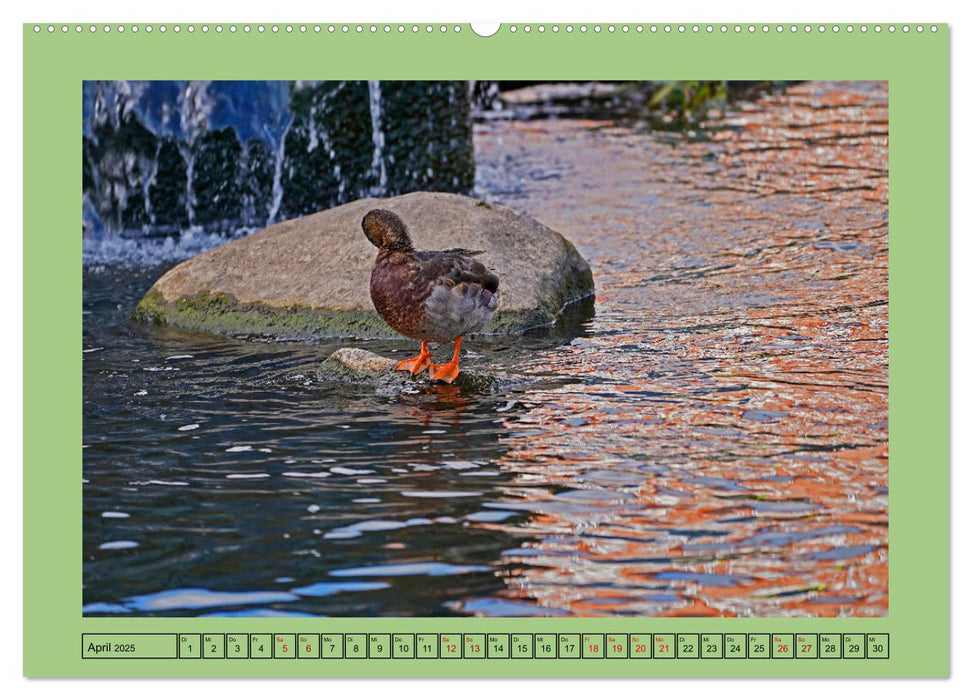 Faszination Stadtpark Odense (CALVENDO Premium Wandkalender 2025)