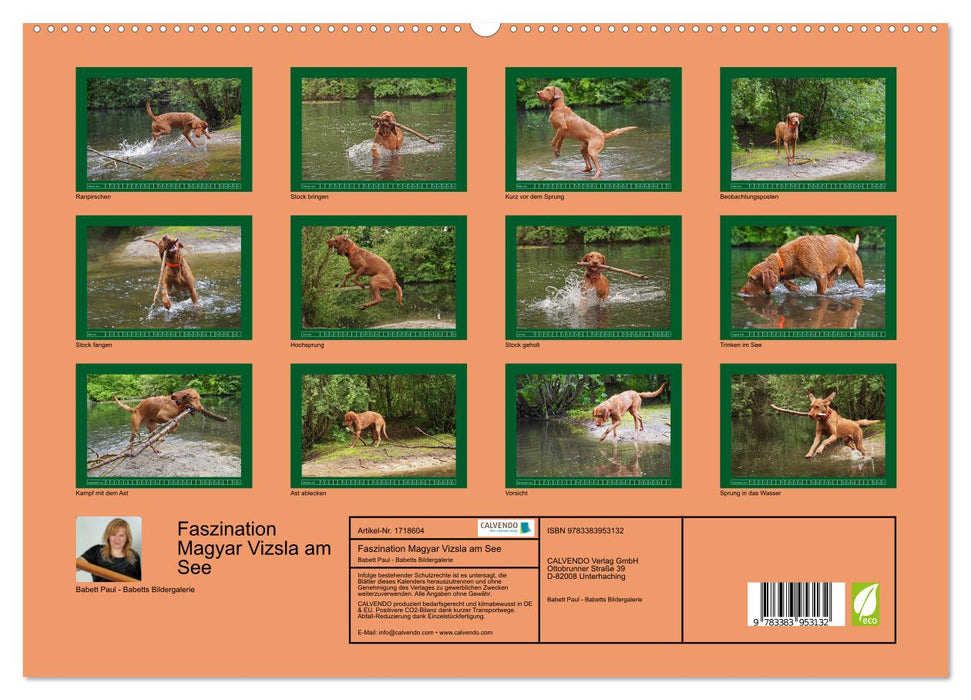 Faszination Magyar Vizsla am See (CALVENDO Premium Wandkalender 2025)