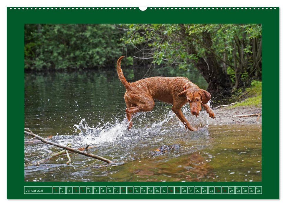 Faszination Magyar Vizsla am See (CALVENDO Premium Wandkalender 2025)